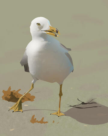 Seagull